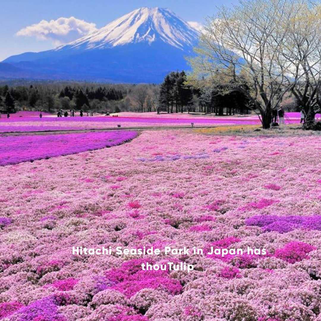 fly0kart's tweet photo. The one thing which is definitely good about this world... There are always sure to be more springs.
Do follow guys @fly0kart 
. 
. 
. 
#fly0kart #reinventtravel #vacation
#flow #flowers #meme #memesdaily #travel #nature #photography #like4like #followback https://t.co/mvE8yqK1jD