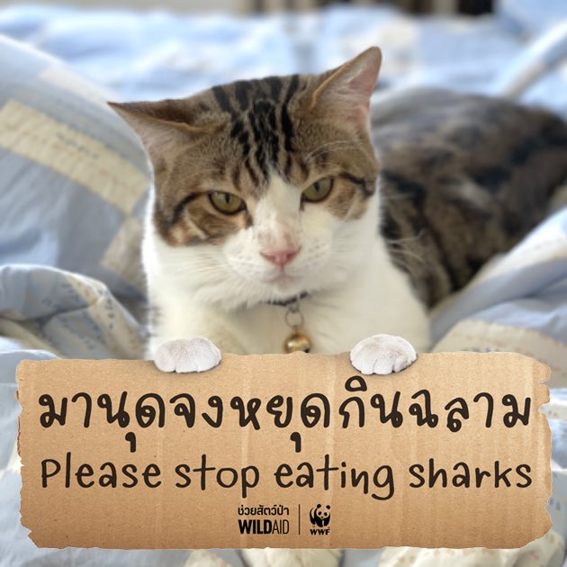 weerat's tweet photo. ละไปกินพิหลามเค้าทำไมก่อน

https://t.co/m3AIkMH62m

#เหมียวช่วยฉลาม #CatsforSharks #มานุดจงหยุดกินฉลาม https://t.co/g2sQ6NRJRs