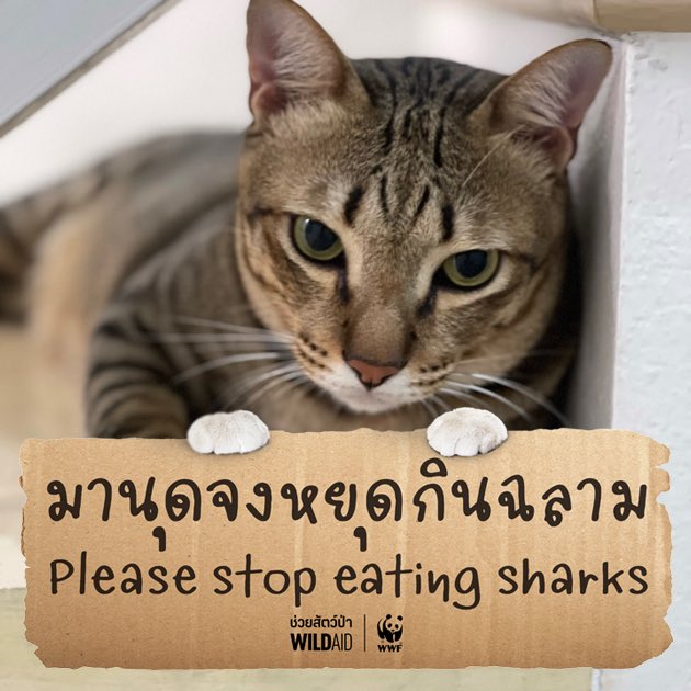 weerat's tweet photo. ละไปกินพิหลามเค้าทำไมก่อน

https://t.co/m3AIkMH62m

#เหมียวช่วยฉลาม #CatsforSharks #มานุดจงหยุดกินฉลาม https://t.co/g2sQ6NRJRs