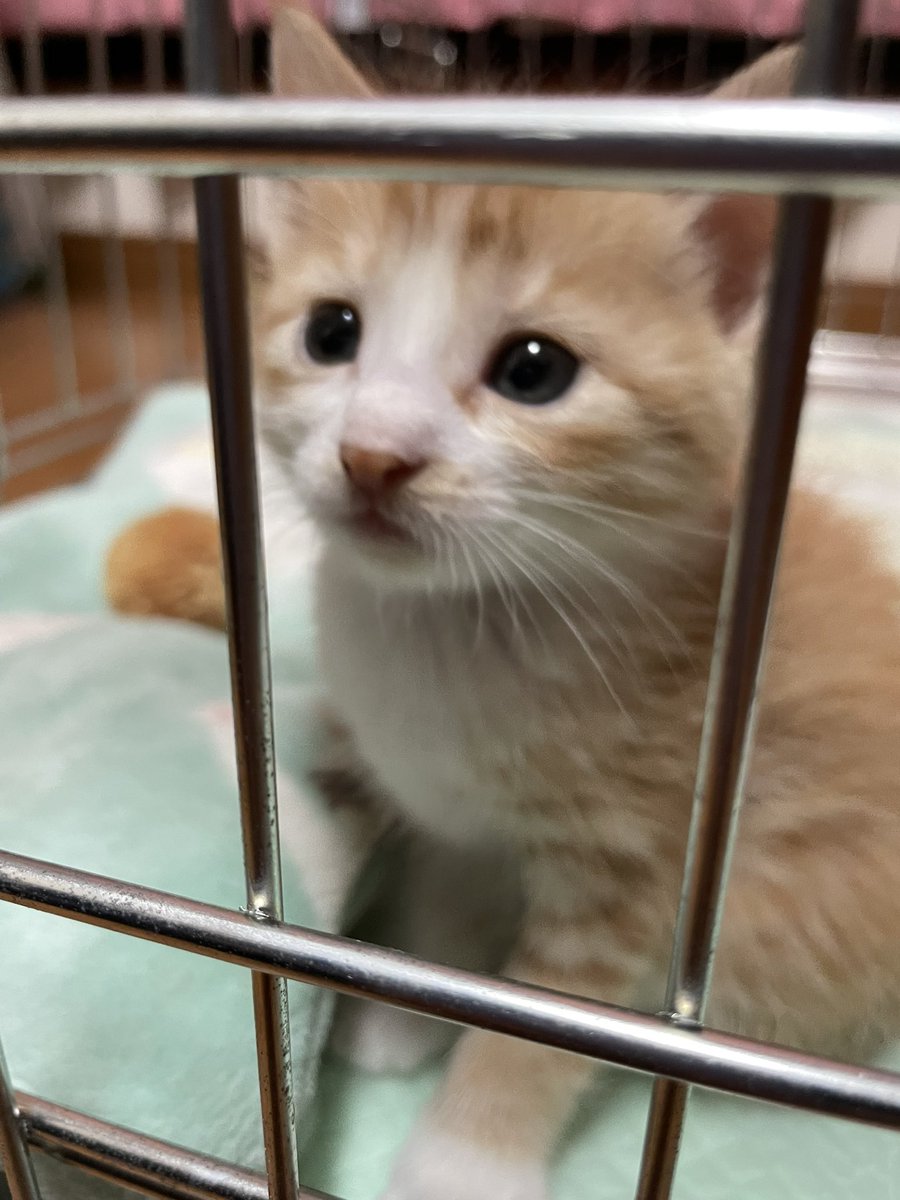 neko_mrc's tweet photo. 新入りの気配🐱 https://t.co/kGtHK6nAAQ