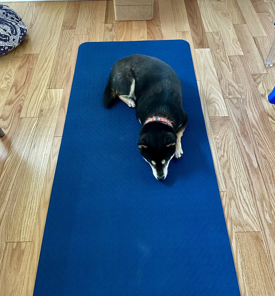 1sunghae's tweet photo. @thegoodgodabove 101 Human Tricks #SHIBA https://t.co/XU2B3XuCLp