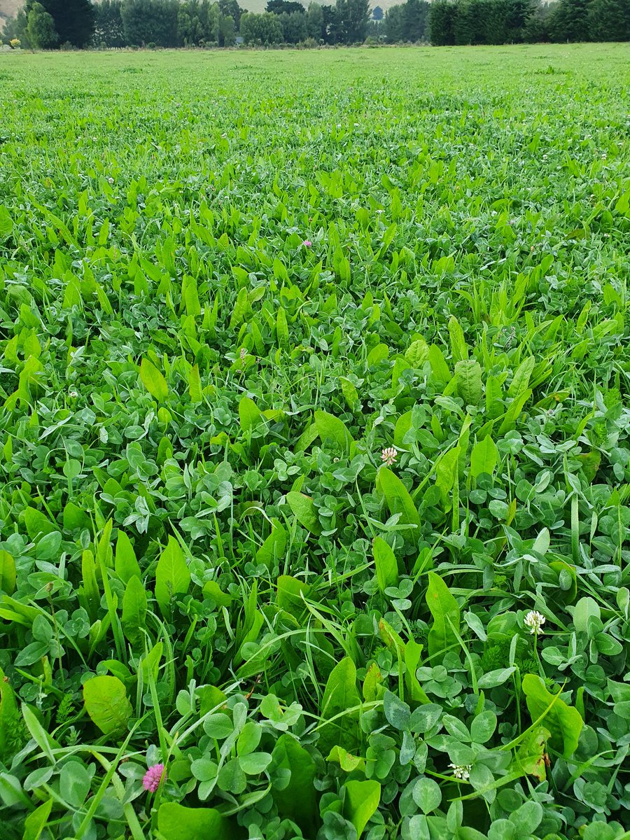 Graise Consultancy/Andre🌱🌿 tweet media