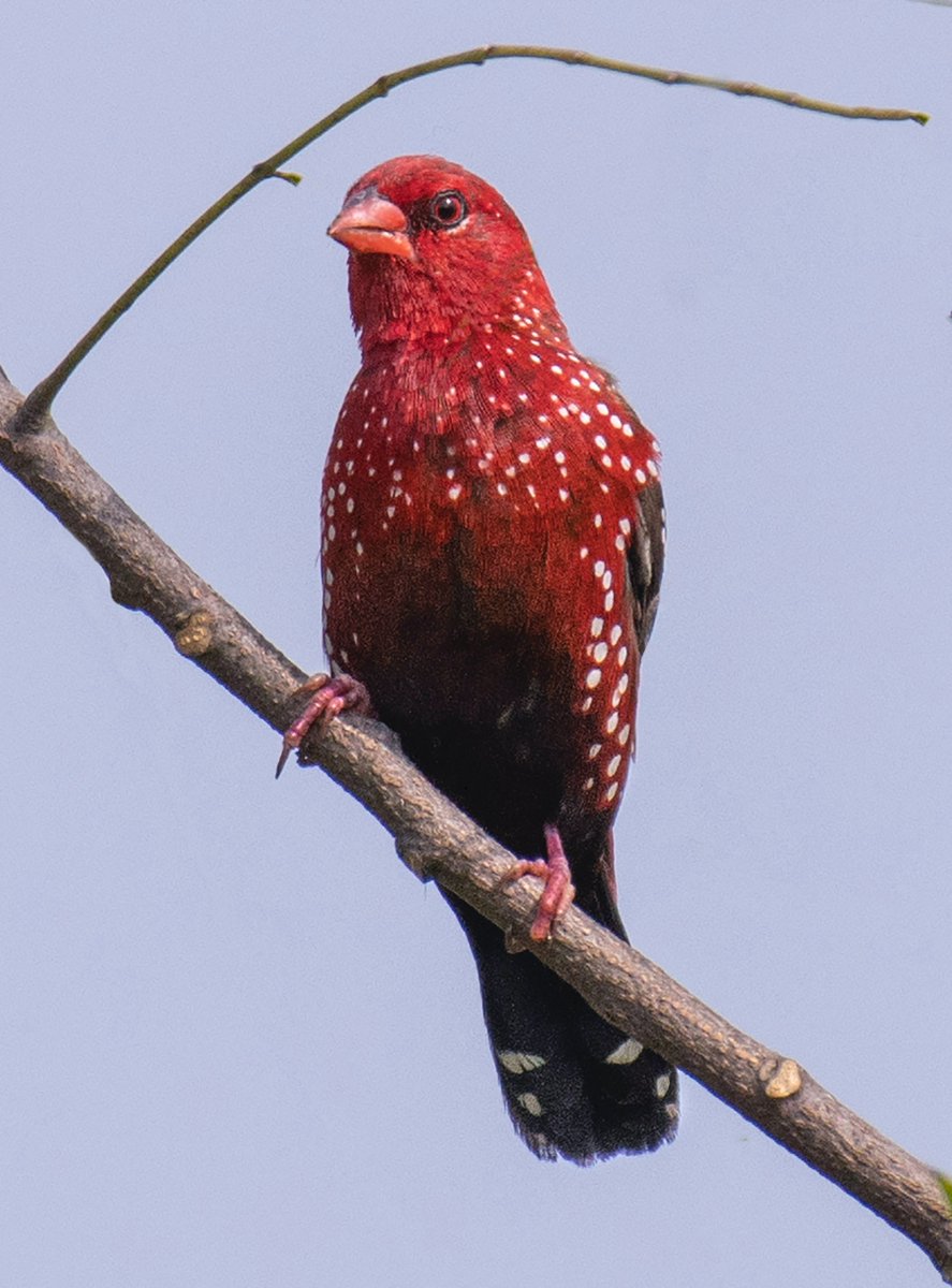 HoopoeAdventure's tweet photo. #RedAvadavat #פרושית_אדומה #birds https://t.co/bP5y2faAZK