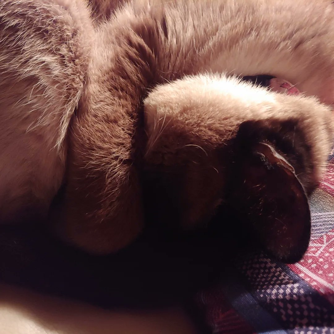 Happy place is when she lets me burrow into her belly with my face. ❤️
Show me your happy place...