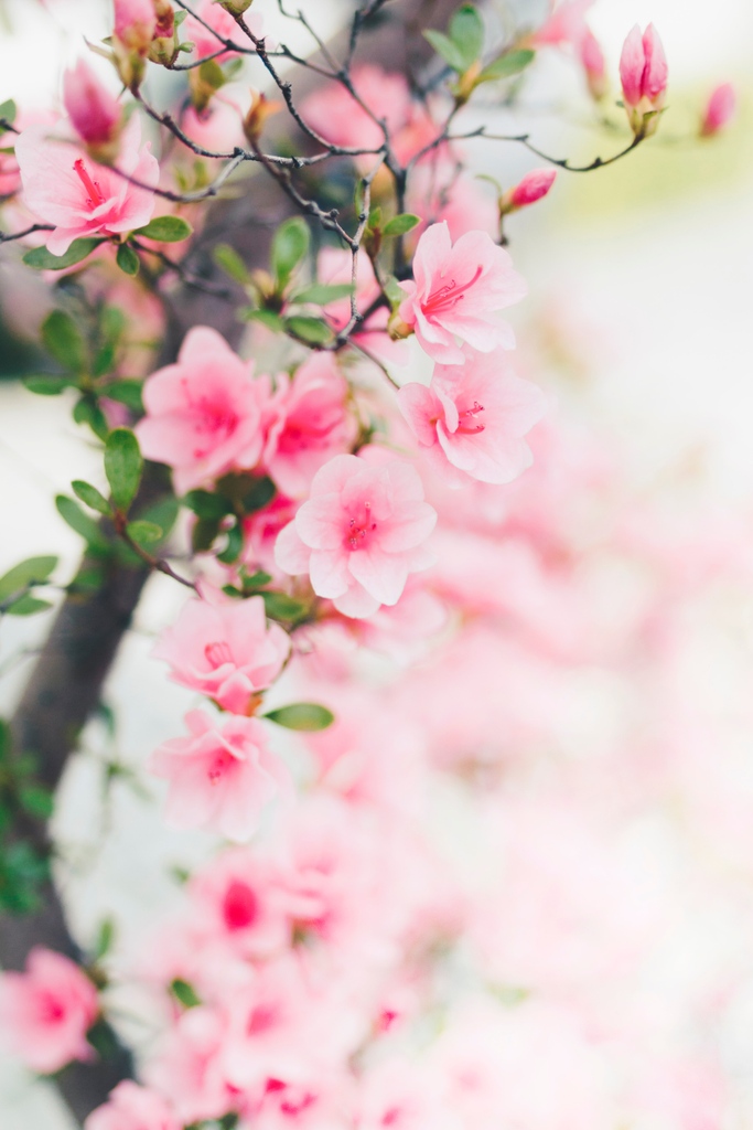TheOneCoach143's tweet photo. I love witnessing the season change, I feel inspired by all the colors that surround us &amp; of course these beautiful colors influence how I choose to arrive in the world and how I feel inside. 

How have you noticed the season affecting you? 

📷 By TOMOKO UJI
#Oracle#MotherEarth https://t.co/LIZkyIot0h
