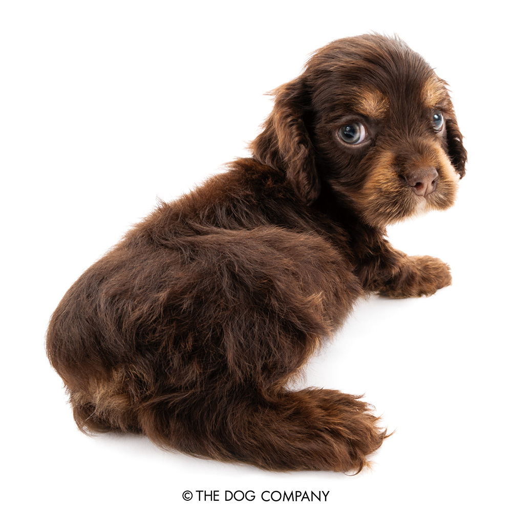 thedog_en's tweet photo. Is it time for our daily walk?

#americancockerspaniel #cocker #cockerspaniel #instacocker #americancocker #dog #dogstagram #dogsofinstagram #puppy #pet #instadog #doglover #thedog #thedogandfriends https://t.co/ZjC9RYPZXW