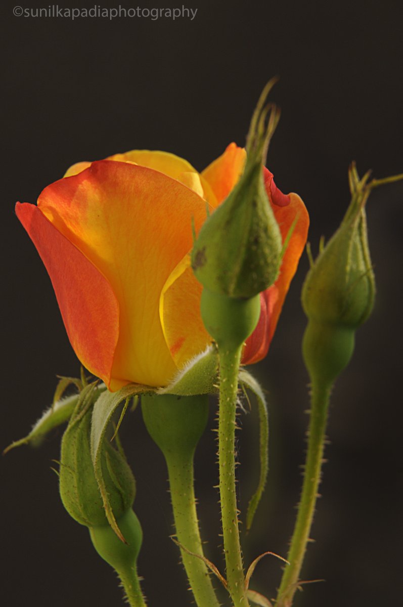 SunilKapadia19's tweet photo. New Photo Art For Sale
_DSC9999 I Shall Be A Beauty Queen. 
https://t.co/cJ9dvB8KDP
#beauty #beautiful #color #nature #rose #flower #red #orange #yellow #blooming #bloom #bud #stage #world #tender #delicate #gorgeous #elegant #colorphotography #colorflower #colorflowerphotography https://t.co/DZox1bxi8F