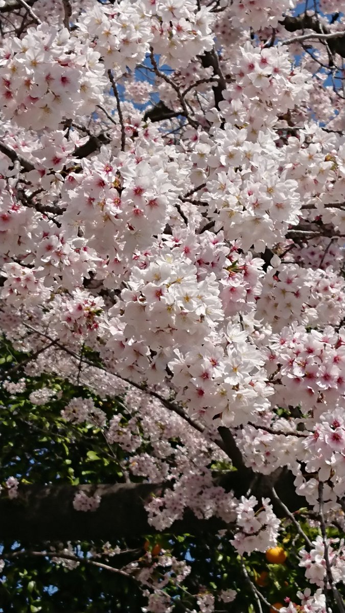 mist505's tweet photo. 桜満開。神戸王子動物園が満開です。天気も良く、入り口にはたくさんの人が並んでました。 https://t.co/ozk5OX4ThY
