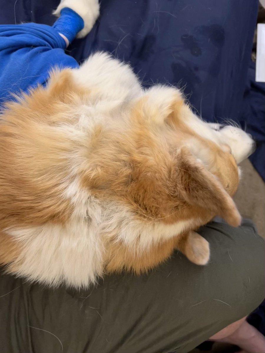 Russ the BlizzCorgi tweet media