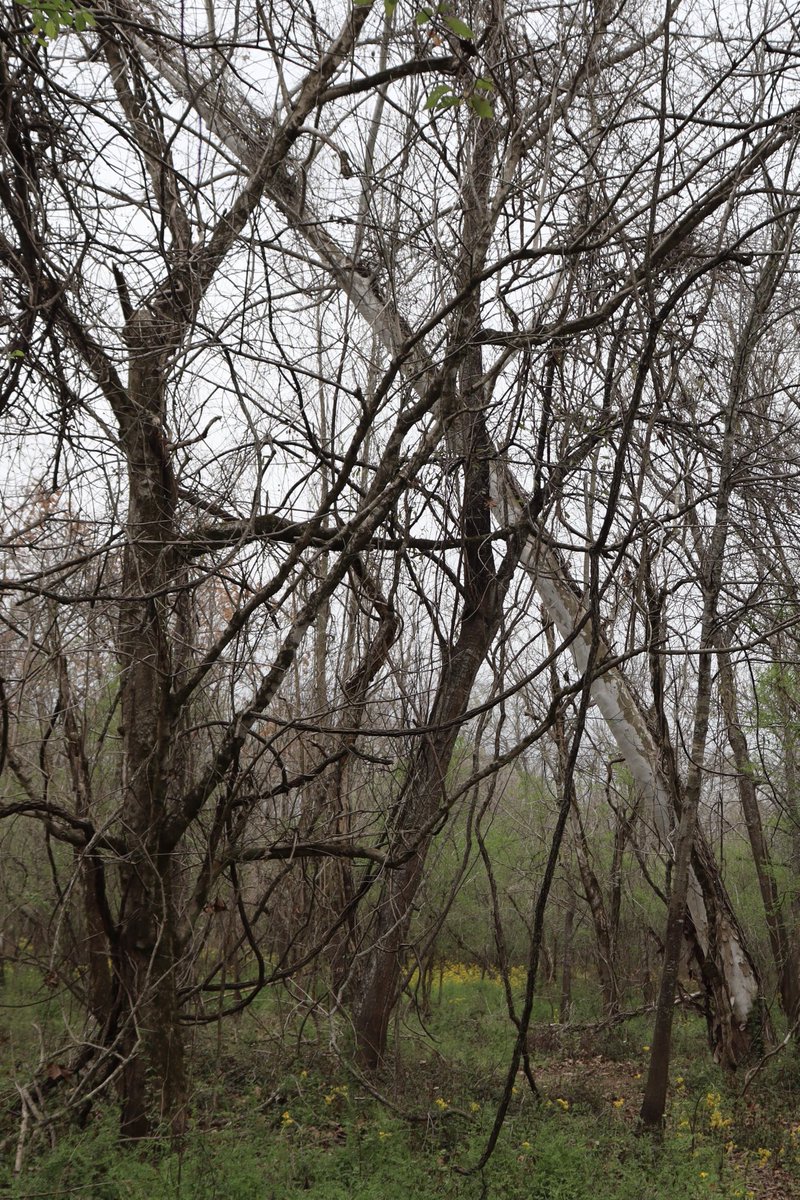 tacosandsharks's tweet photo. This photo reminds me of the tangled mess of many people’s lives caused by a single person’s actions. #nature #tangledmess https://t.co/puwV9gVr04