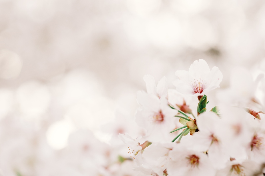 TheOneCoach143's tweet photo. I love walking under a canopy of cherry blossoms and getting that feeling of being in another realm of reality where nothing really matters. ⁠
⁠
How do you feel when you're surround by lush and beautiful flowers? ⁠
⁠
📷 By KUMIKO SHIMIZU
⁠
#Oracle #MotherEarth #BornToThrive https://t.co/YdIyt62Mp0