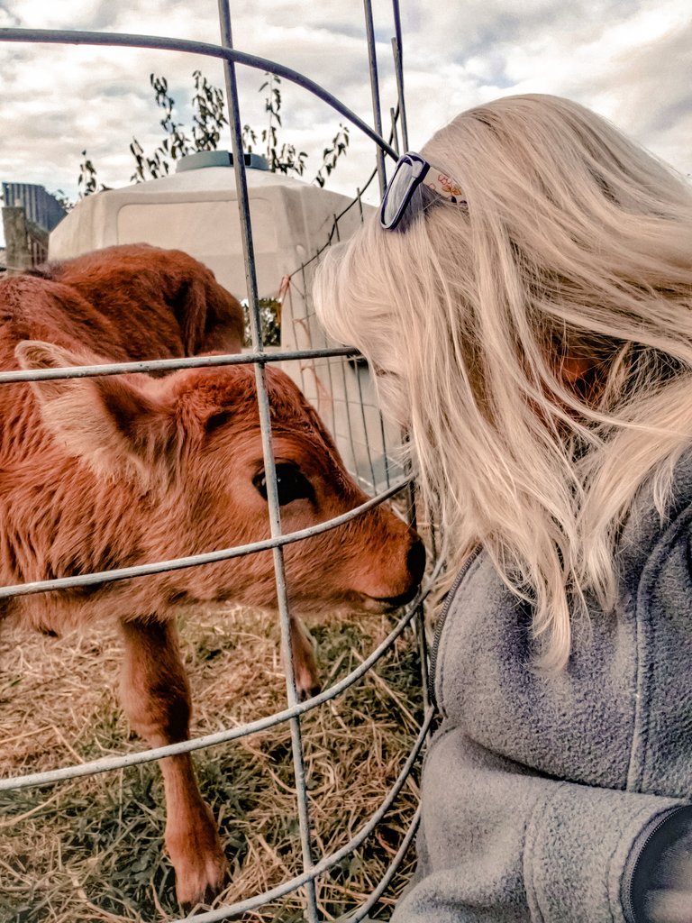 LoganMarieY's tweet photo. Life Tip:
Always take time to pet the cows
#Sunday #life #memories #farming #happy https://t.co/IADJc7qK7F