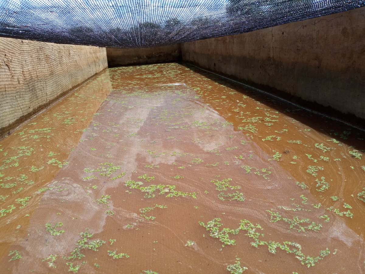 david7zoe's tweet photo. A New week ..new possibilities and opportunities ....we live to work with farmers .
#365daysofservice
Good morning https://t.co/dKeRPKUB8E