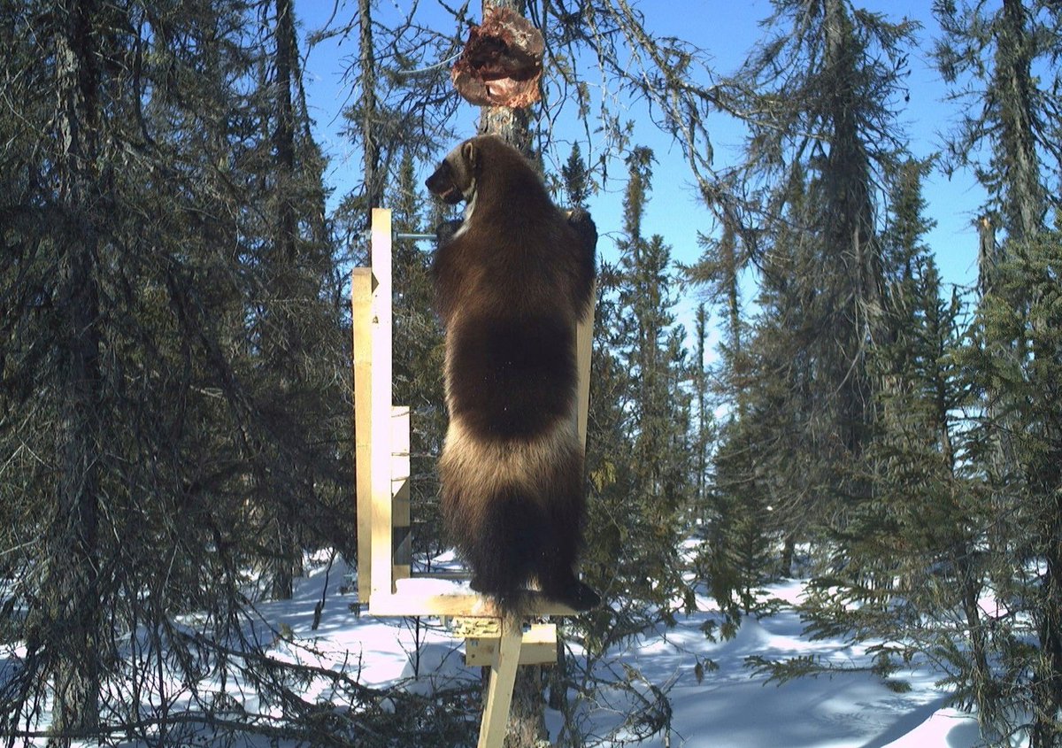 ktmitche's tweet photo. I got the opportunity to assist in #Wolverine den surveys in northern Ontario via helicopter. Wolverines, a #SpeciesAtRisk in Ontario, are a shy species that are hard to spot in the wild! They are opportunistic eaters, which was helpful in tracking where they were. https://t.co/83HIDZTToA