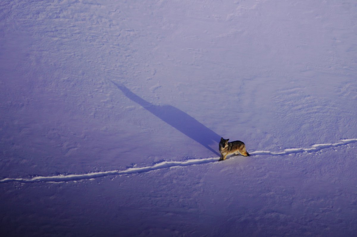ktmitche's tweet photo. I got the opportunity to assist in #Wolverine den surveys in northern Ontario via helicopter. Wolverines, a #SpeciesAtRisk in Ontario, are a shy species that are hard to spot in the wild! They are opportunistic eaters, which was helpful in tracking where they were. https://t.co/83HIDZTToA