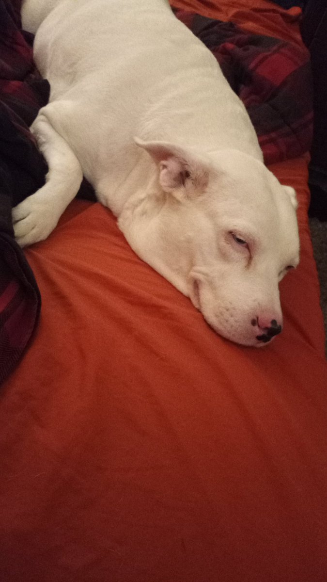 DailyBriefGames's tweet photo. Our dog just ripped a nasty fart while we're streaming DKC2, and this is her face after: https://t.co/AzLSqcr1Mu