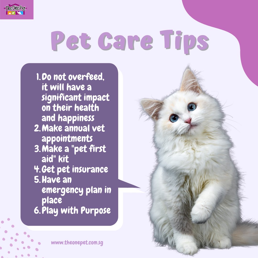 TheOnePet_TOP's tweet photo. 6 little tips on pet care that will go a long way with your furbabies

#theonepet 
#theonepetSG 
#petcaretips
#theonepetdidyouknow
#funfactpets
#sgdoggy  #catsg #sgcat #sgrabbit #singaporerabbit #sgcavies #sgchinchillas   #sghamster  #ratssingapore #ratsingapore #ratsofsingapore https://t.co/PF2B4a8wyB