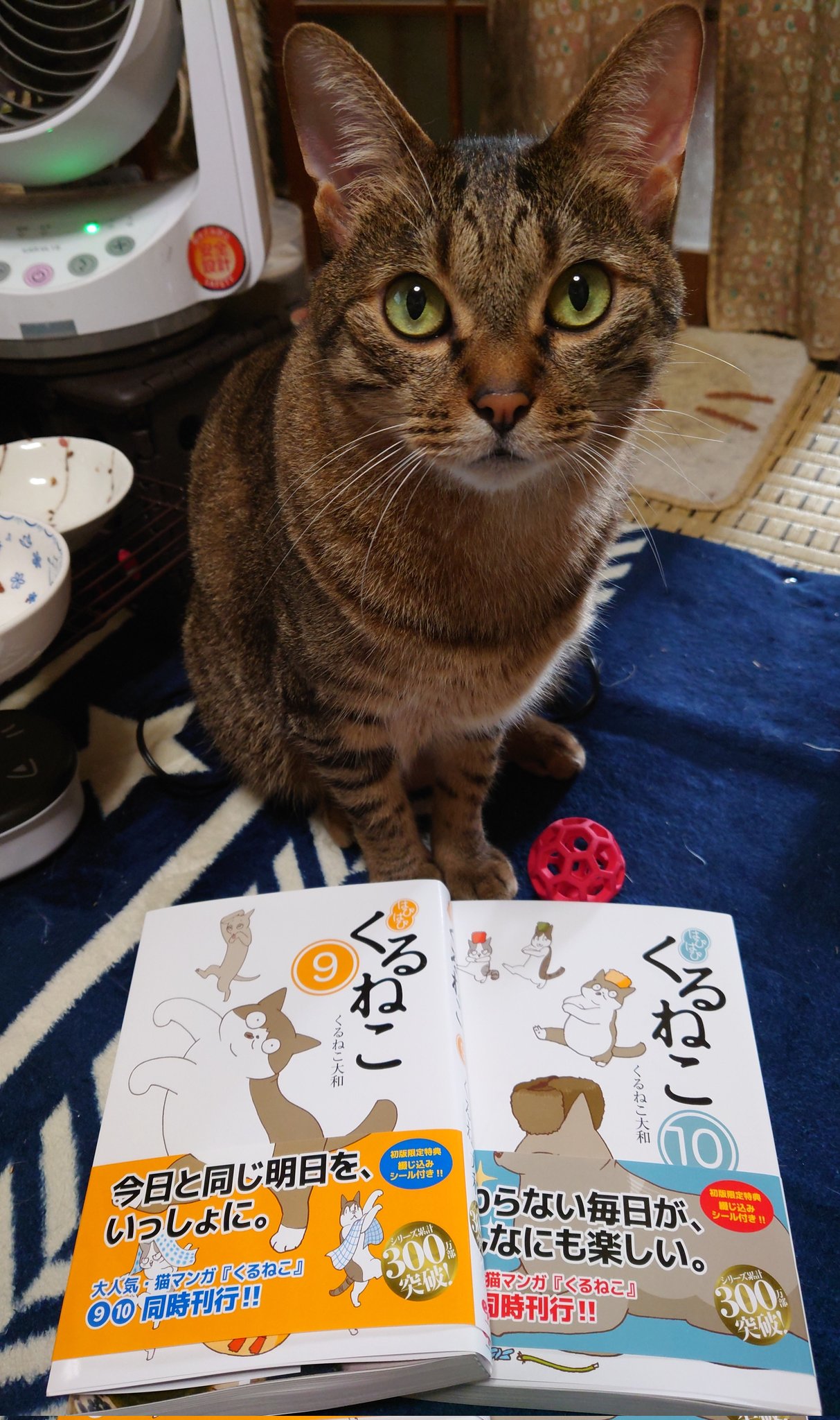 くるねこ Twitter Search Twitter