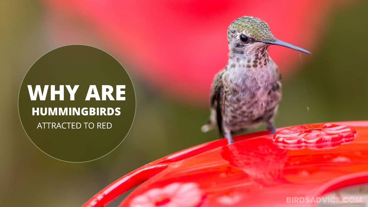 birds_advice's tweet photo. Why are hummingbirds attracted to red? The specialty doesn’t lie in the red color; in essence, hummers’ heightened concentration cones in their retinas, and more!

Read here: https://t.co/5GXkzpoqKK

#hummingbirdsattracted #redcolor #birdsadvice https://t.co/FKcSDYHS9y