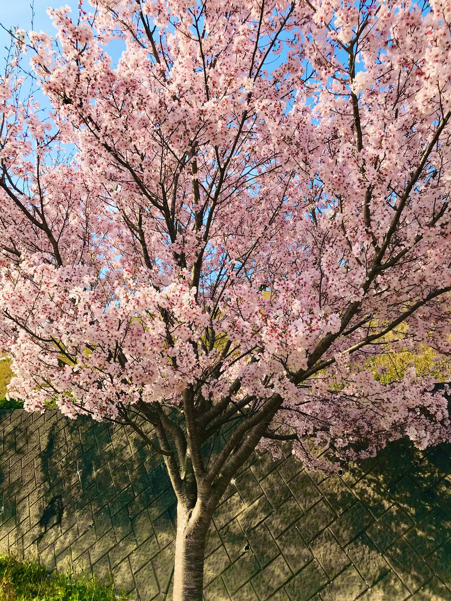 re_ennn's tweet photo. さくら見に行ってきた.ᐟ.ᐟ🌸🍃 https://t.co/RgKW2LhtnY