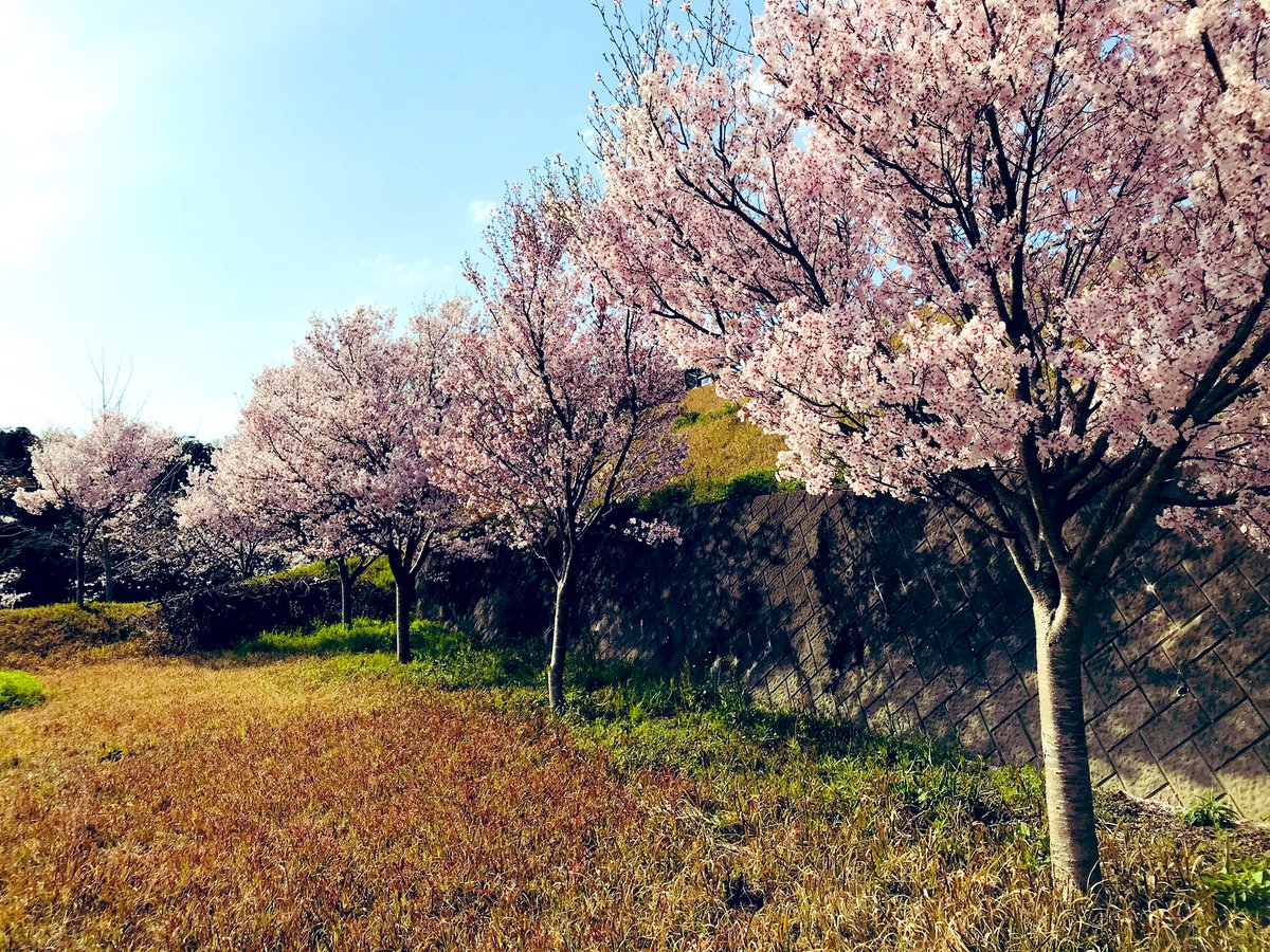 re_ennn's tweet photo. さくら見に行ってきた.ᐟ.ᐟ🌸🍃 https://t.co/RgKW2LhtnY