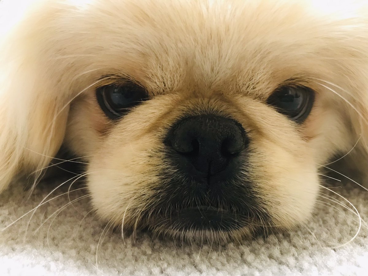 yshr_083's tweet photo. 雨、止まないなぁぁ
桜、散っちゃうね。って
少し寂しげなAru🐶 https://t.co/DWLiGxpL8w