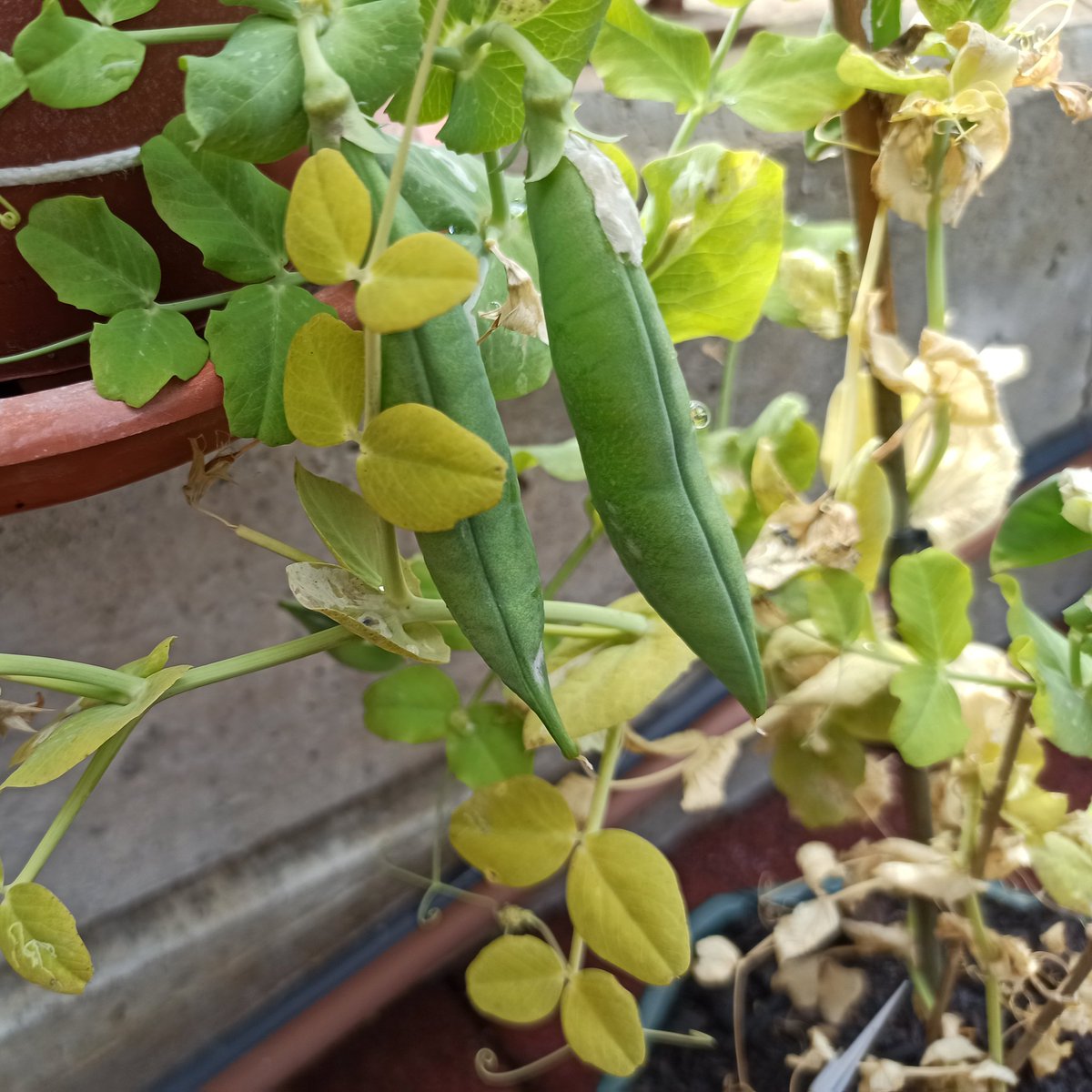 caledelspagesos's tweet photo. VERDURES I HORTALISSES: a l'abril es cullen els primers pèsols i les primeres faves i segueixen les carxofes i els espàrrecs.

FRUITES: es cullen les primeres maduixes i nespres. https://t.co/oi17RK9Ii8