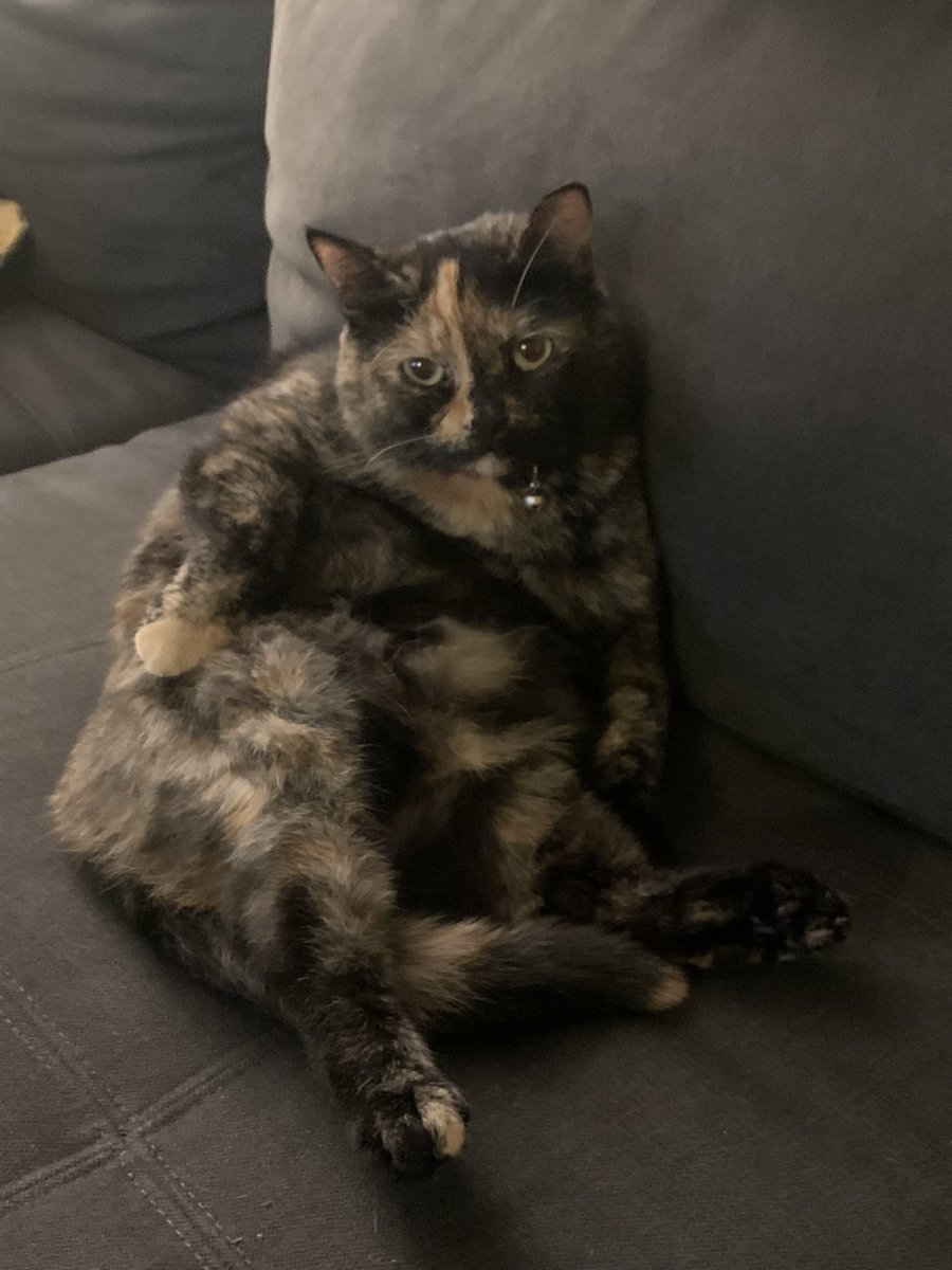 melaney_chavez's tweet photo. hi this is my cat https://t.co/YaCwJM3v3D