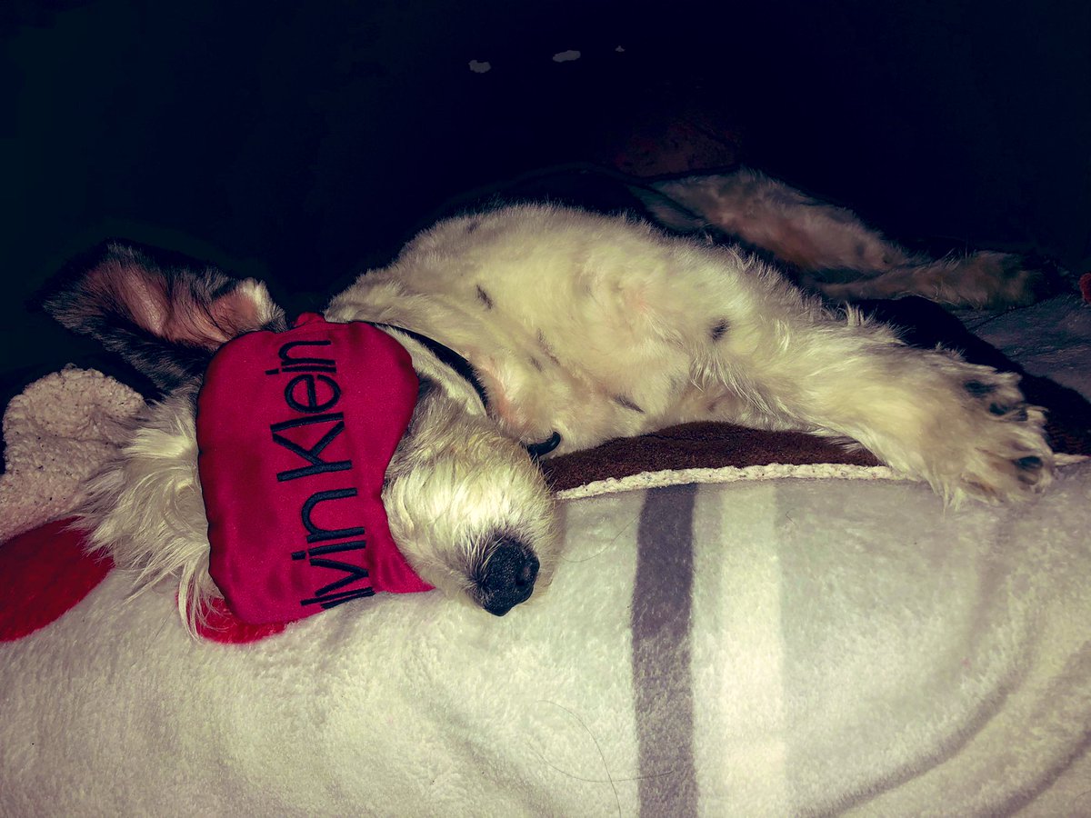 its_graci's tweet photo. Don’t disturb 🤫😴 https://t.co/JOXAsdBi6M
