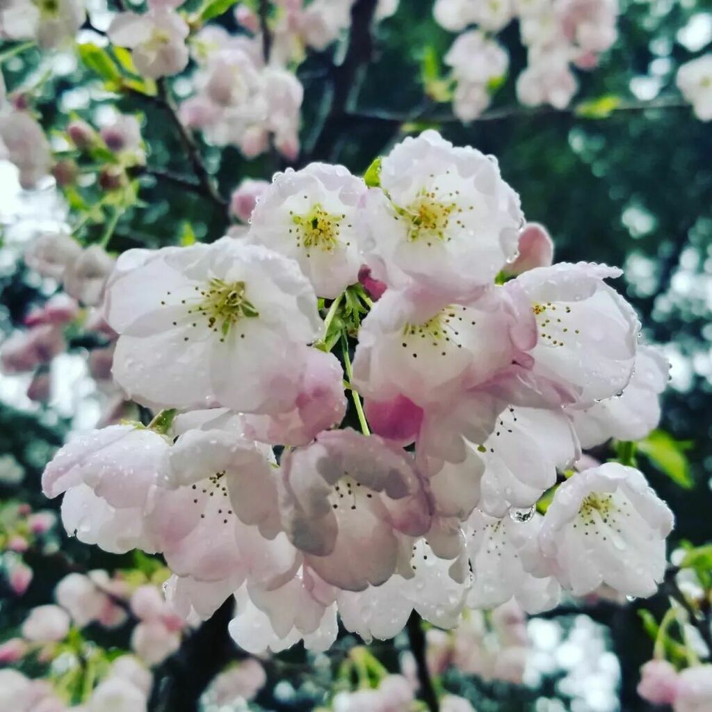 LANMonkeyGC's tweet photo. Blossom time!
The trees are in bloom in #metrovancouver and it's beautiful!
๐ฅฐ๐๐
#GoGeocaching #getoutside #explorebc #sharethecoast @geocaching @geowoodstock18 @hellobc #explore #wander @lanmonkeygc #geocaching #cachingnw https://t.co/c69W435VWX https://t.co/zISgsVc08d