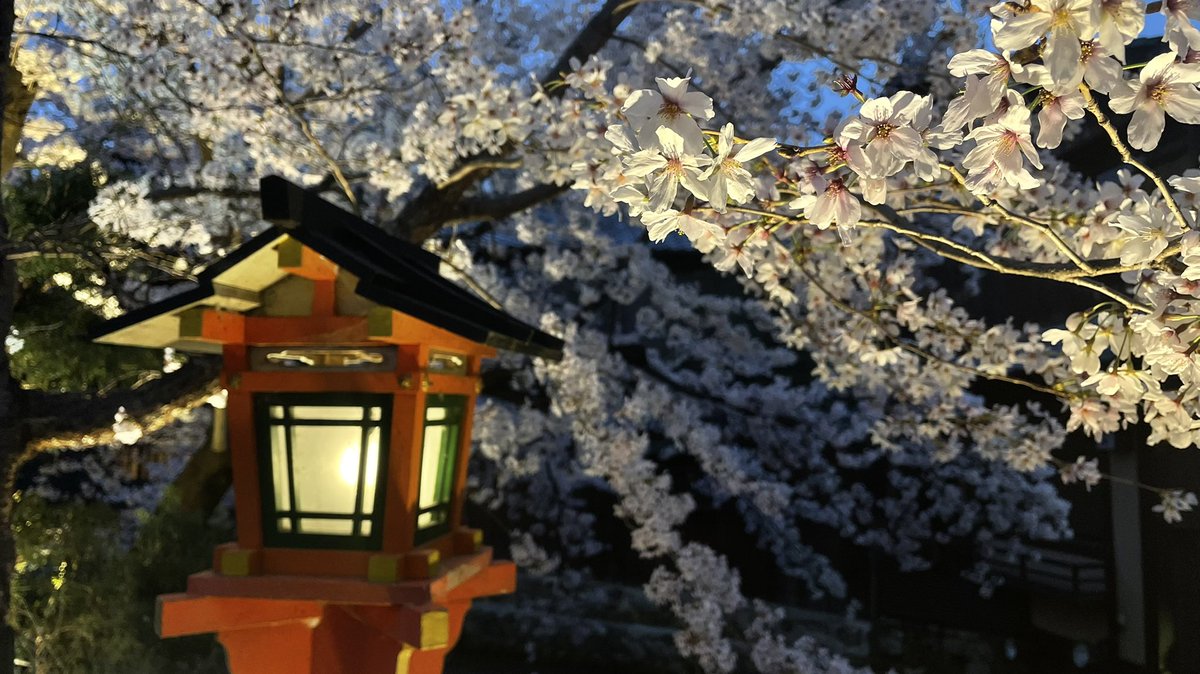 Flapy's tweet photo. Os dejo algunas fotos que tomé este finde del #Yozakura (o sakura nocturno) en #Kioto. Disfrutar de los cerezos en flor iluminados por la noche es una auténtica delicia. #Japón.

La palabra Yozakura se compone de dos kanji:
Yo(夜): noche
Sakura(桜): cerezo
#Japan #Kyoto #Hanami https://t.co/KtBe9NMKAP