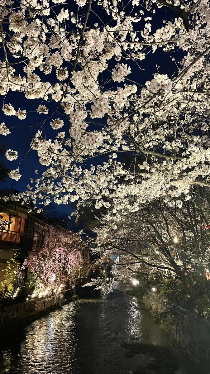 Flapy's tweet photo. Os dejo algunas fotos que tomé este finde del #Yozakura (o sakura nocturno) en #Kioto. Disfrutar de los cerezos en flor iluminados por la noche es una auténtica delicia. #Japón.

La palabra Yozakura se compone de dos kanji:
Yo(夜): noche
Sakura(桜): cerezo
#Japan #Kyoto #Hanami https://t.co/KtBe9NMKAP