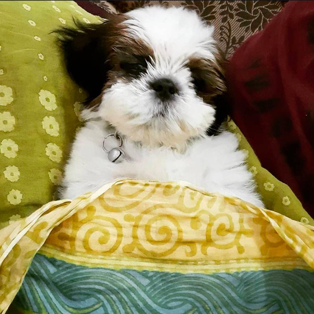 smartShift_inc's tweet photo. Our #smartShifter Santhoshi Majji is helping us fight our Monday Blues today!
Meet @smartShift_inc's family member, Lucky! ❤️
#lifeatsmartshift #petsoftwitter #culture #petsatwork #petsofmsmartshift #dogsoftwitter #dogsatwork #DogsofTwittter #Mondayvibes #MondayMotivation https://t.co/9Y5JtUgjU0