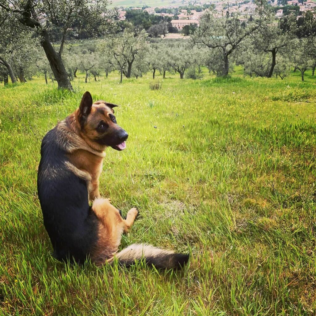 tilivini's tweet photo. Helping mum to pick wild asparagus, even if I prefer more to look for some wild rabbits! 

Aiutando mamma a raccogliere asparagi selvatici, anche se preferisco di più correre dietro alle lepri!

#wildasparagus #wildasparaguspicking #asparagiselvatici… https://t.co/vIpBirN9Km https://t.co/Zt6aLHAUnN