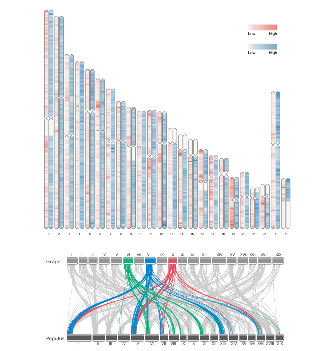 Found a couple ideogram viewers including one that has some unique synteny visualization features, RIdeogram! cmdcolin.github.io/awesome-genome…