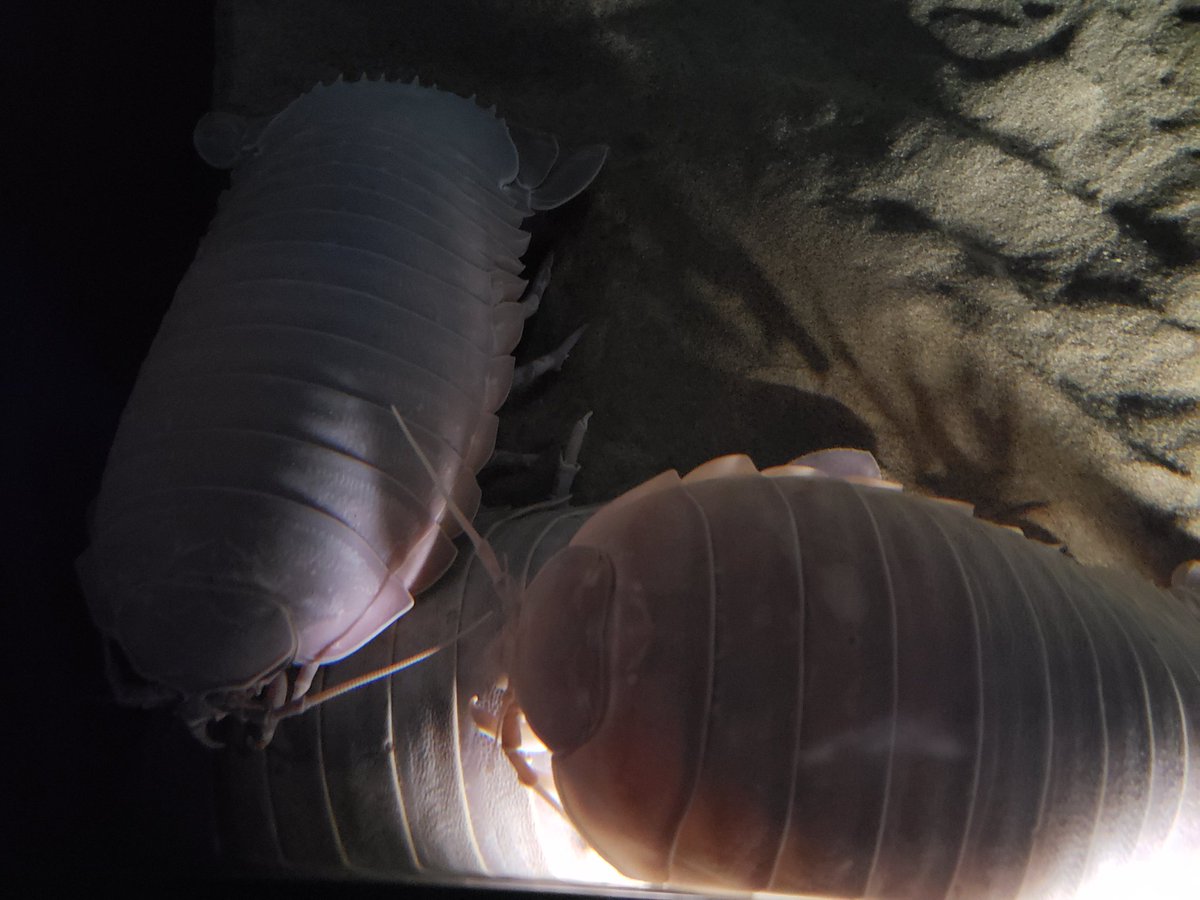 CapAmericaTeach's tweet photo. Had an amazing time at the Monterey Bay Aquarium!! As members we got to preview the new Into the Deep exhibit 😲 it was amazing! So many neat creatures in our ocean. If you get the chance, you have to go see it!! #intothedeep #aquarium @MontereyAq @geniusface90 https://t.co/3laNyxW4oK