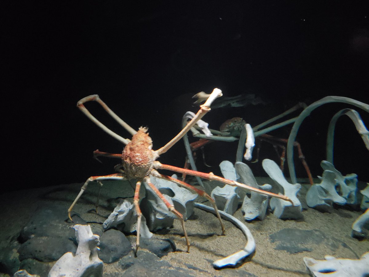 CapAmericaTeach's tweet photo. Had an amazing time at the Monterey Bay Aquarium!! As members we got to preview the new Into the Deep exhibit 😲 it was amazing! So many neat creatures in our ocean. If you get the chance, you have to go see it!! #intothedeep #aquarium @MontereyAq @geniusface90 https://t.co/3laNyxW4oK