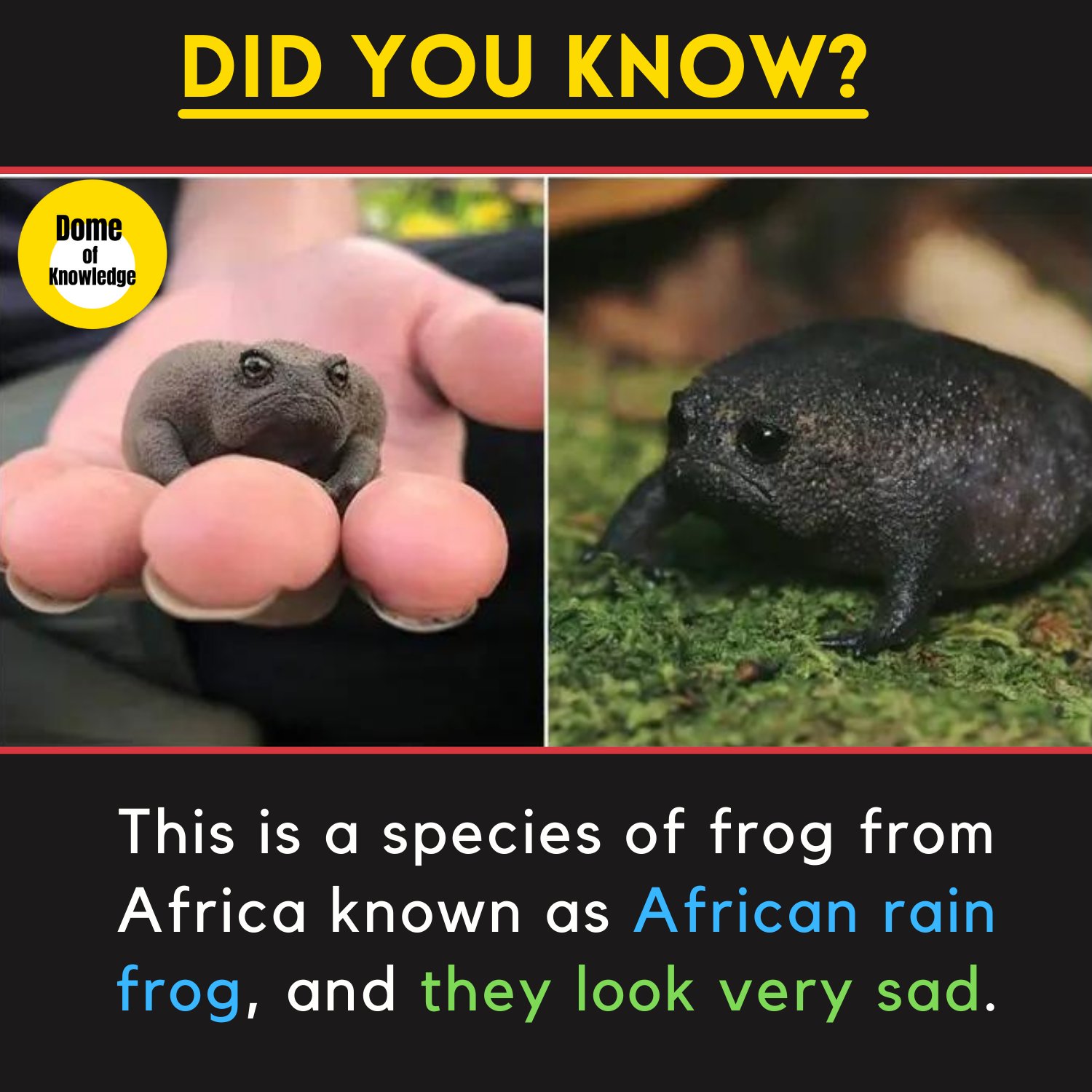 Black Rain Frog Memes