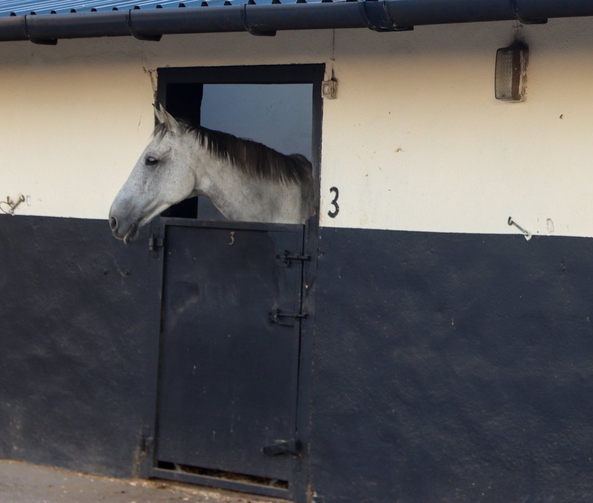 JPandSSracing's tweet photo. Its Official. Vintage Clouds has retired. Its the end of a Vintage Era. What a wonderful servant hes been to his owner Trevor Hemmings, to us @suesmithracing and all those who’ve ridden him, in races and at home. We’re all so proud of all he has  been able to achieve. #SSRacing🐎 https://t.co/VojKueehDw