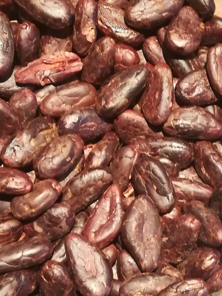 Fred Parel 🇨🇭📷 🏳️🌈 🍫 tweet media