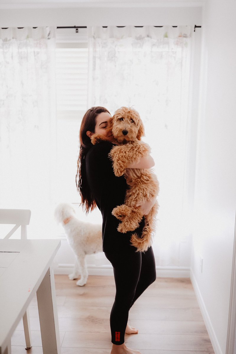 Ruby 5 months old ✨ #goldendoodle #DogsofTwittter #canadiandog #dogmom