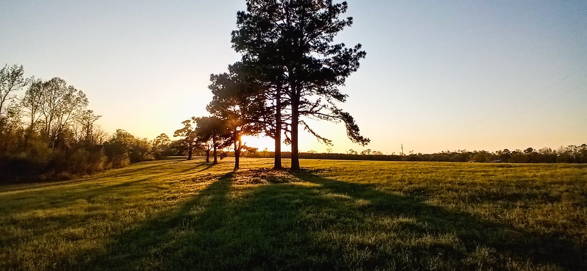 #sunset #field #pinetrees #magnoliabluffs #belgrade #newtoncounty #Texas