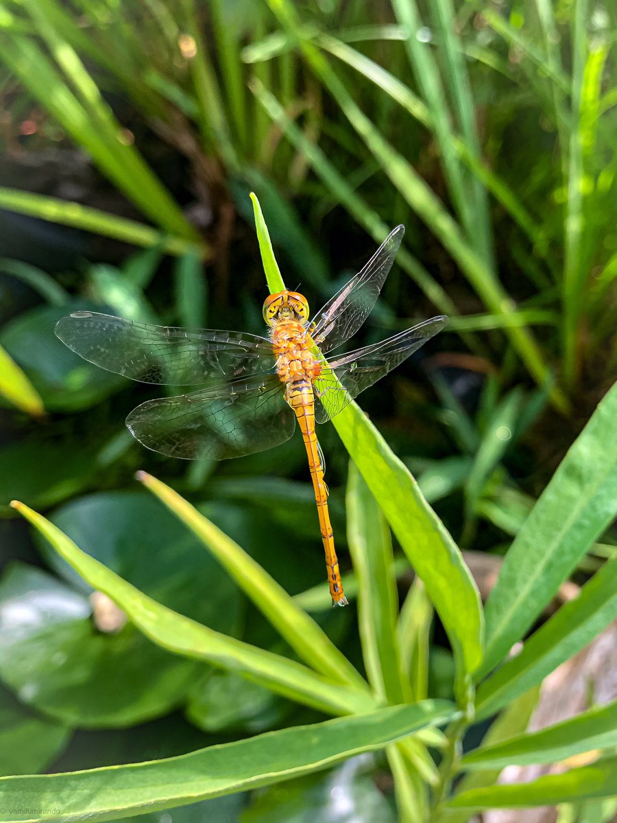 milenramas's tweet image. alas buenos días

libélula dorada. cuando brilla el alma. sol por dentro

#libélula #libelle #solinterior