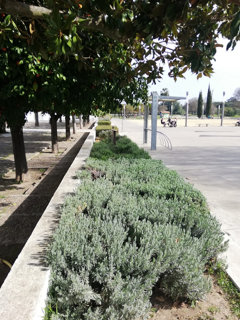 ¿Conoceis la zona de arbustos aromáticos del parque?
Lo podeis ver en ámbos lados de la entrada al Cortijo,fué plantado por niños en un taller por motivo del Dia Mundial del Medio Ambiente 
<a href="/SevillaOcio/">OnSevilla - Ocio en Sevilla</a> <a href="/VerdeCartuja/">Verde Cartuja</a> <a href="/FomentoAND/">Consejería de Fomento de la Junta de Andalucía</a>