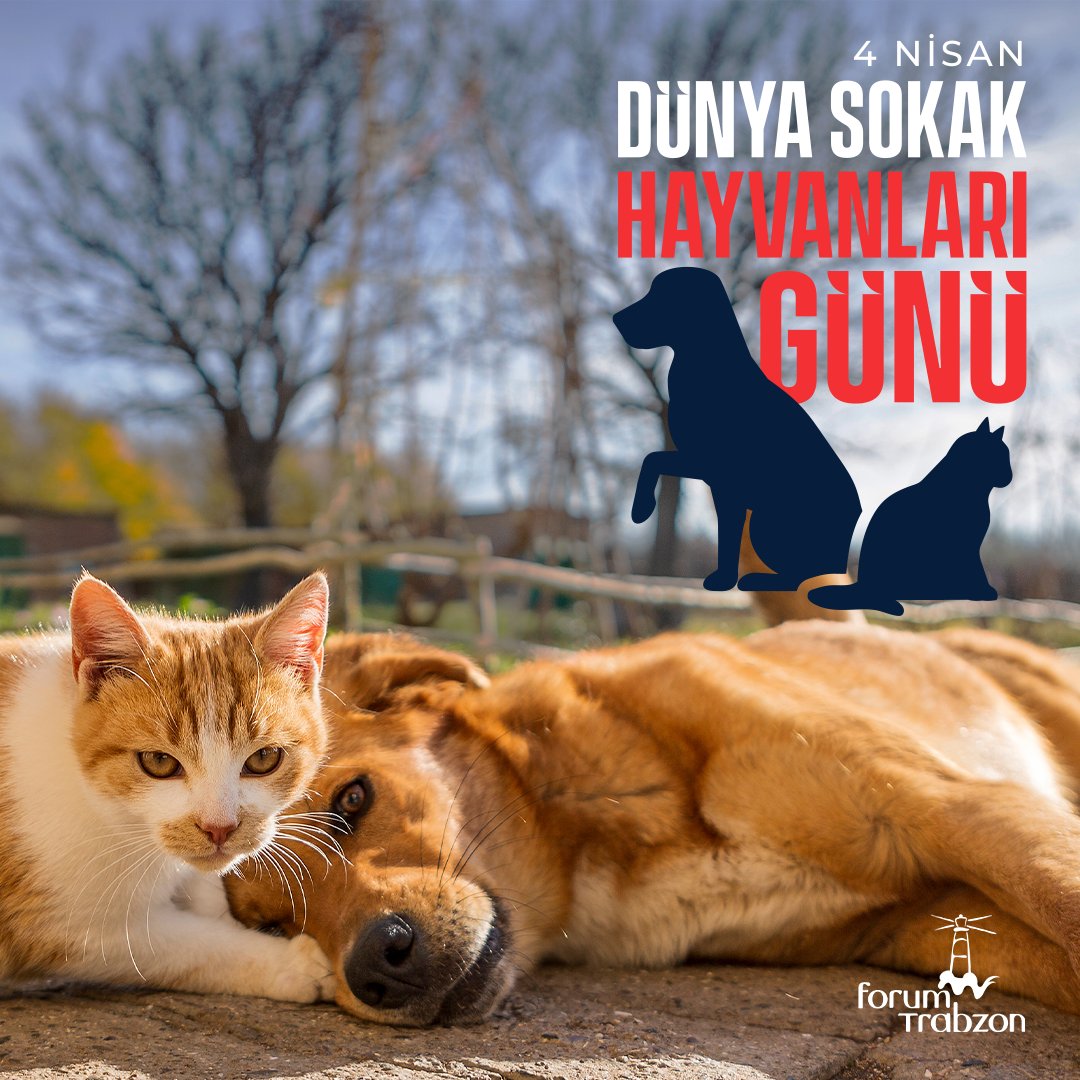Hayat onlarla çok daha anlamlı... 🤍
Karşılıksız ve koşulsuz sevgiyi öğrendiğimiz patili dostlarımızla yaşamı paylaşmaktan mutluluk duyuyoruz. 🐾

#4NisanDünyaSokakHayvanlarıGünü

#ForumTrabzon