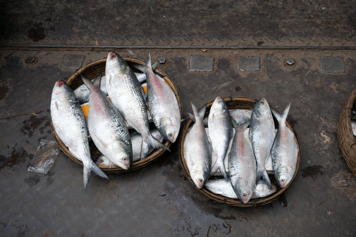 SOSCuisineFR's tweet photo. Savez-vous comment choisir poissons et fruits de mer de façon écoreponsable? 🐟 https://t.co/XdIjgCGSOy https://t.co/sJSY6IFxYn