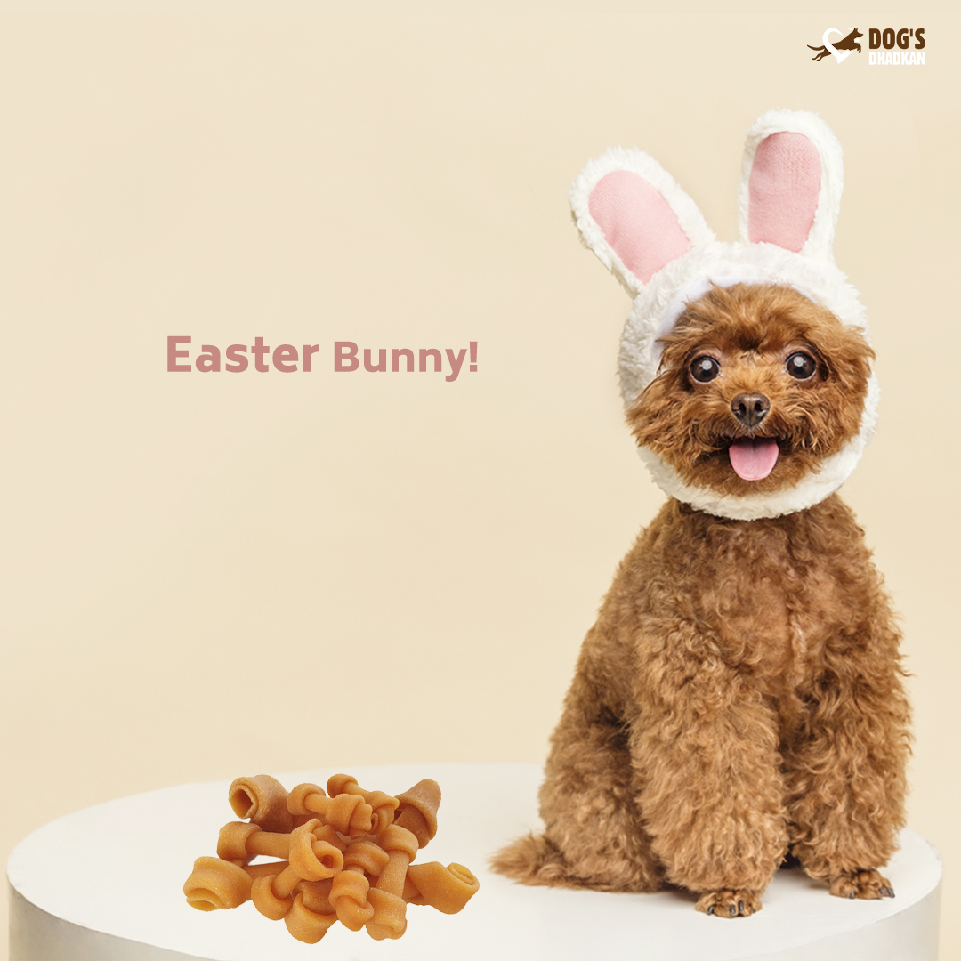 DogsDhadkan's tweet photo. My mommy says I am an easter bunny! Always ready to chew stuff around!

#dogsdhadkan #dogcare #petlover #dogchews #dogtreat #gooddog #cutepuppies #doglovers #petstagram #dogstagram https://t.co/zCUMDfr41M