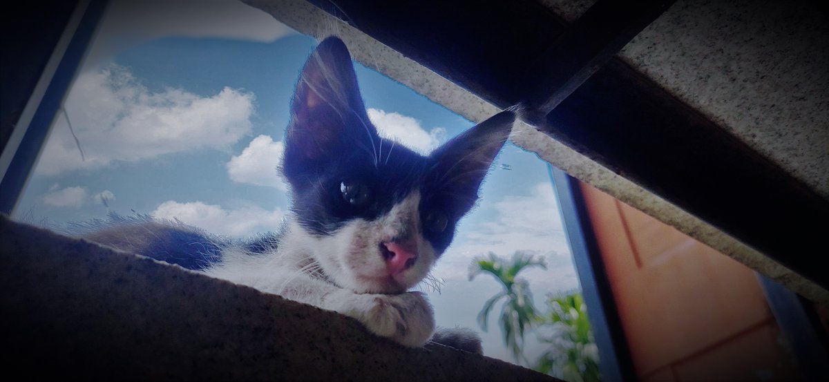 Sagar_K18's tweet photo. Nature has made all the animals on earth in such a way that all their actions r towards Life. But with our consciousness &amp; free will, let's speculate once again where we r leading this planet!
Even Chikoo, the cat is up for saving the soil. #SaveSoil 

The question is, are you? https://t.co/uIYBkqWFGH