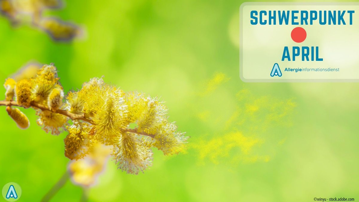 Allergieinfo_M's tweet photo. 🔴Schwerpunkt im April:
#Pollen-Monitoring zeigt Einfluss von #Klimawandel auf #Pollenflug und #Heuschnupfen
Erfahren Sie mehr:
🌐https://t.co/1w0xpj5zK8
Diesmal mit dem Pollen-Experte Prof. Jeroen Buters im #Podcast: Klimawandel verändert Pollenflug:
🎤https://t.co/RkTGEln3te https://t.co/VeIrqx9vr9