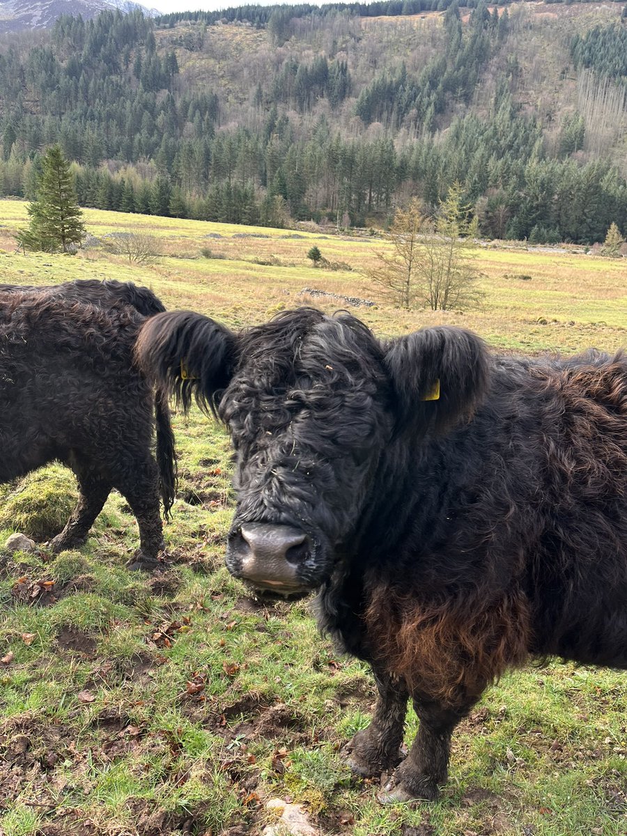 YHAEnnerdale's tweet photo. The gorgeous free roaming Galloways just minding their business doing their bit for the rewilding of the valley #wildennerdale #rewilding https://t.co/TOSFP78qN1